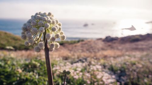 Close-up of flowering plant against sea