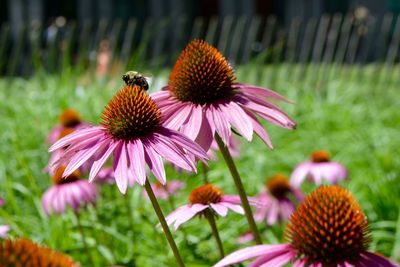 Close-up of bumblebee on purple flowering plant