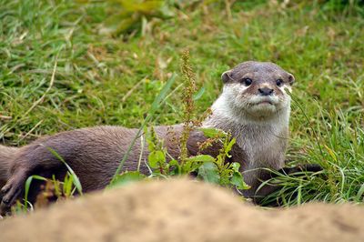 Portrait of an animal on field