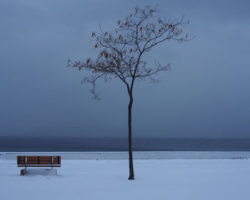 Bare tree on snow covered land against sky