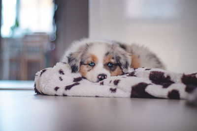 Tired australian shepherd puppy rests on her blanket and enjoys dreamland