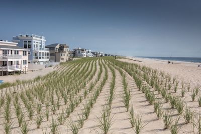 Grass growing at beach against clear sky