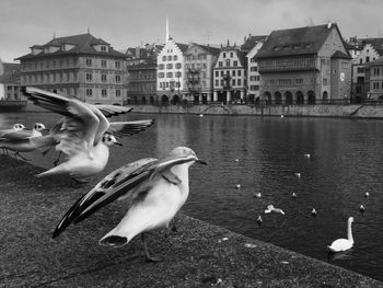 Seagulls perching on retaining wall by river and houses against sky