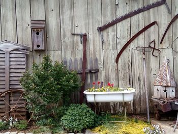 Plants against building