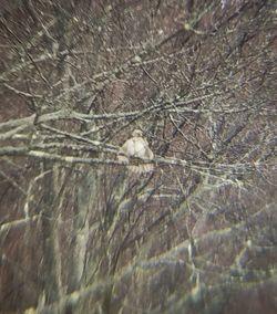 High angle view of lizard on branch