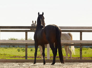 Horse standing in ranch