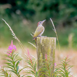 Close-up of bird perched on post in field