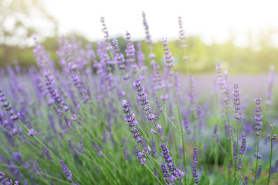 Close-up of purple flowering plants on field