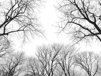 Low angle view of bare trees against clear sky