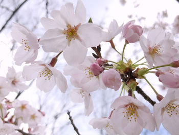 Close-up of cherry blossom