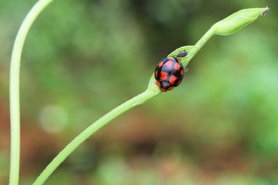 Close-up of ladybug on leaf