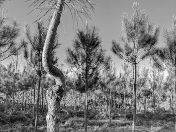 Bare trees on field against sky