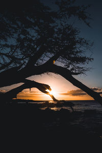 Silhouette trees against sky during sunset