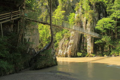 Bridge over river amidst trees in forest