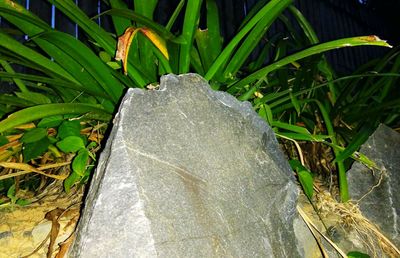 Close-up of fresh green plant