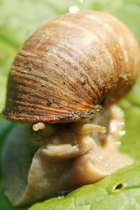 Close-up of snail on white surface