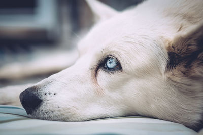 Close-up of white dog lying on bed