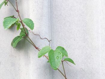 Close-up of plant growing on wall