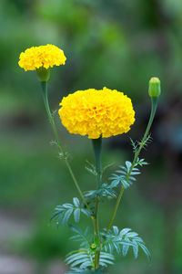 Close-up of yellow flowering plant