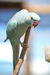 Close-up of parrot perching on branch