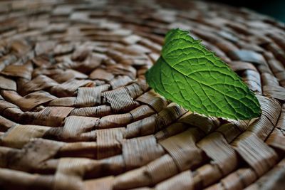 Close-up of leaves in wicker basket