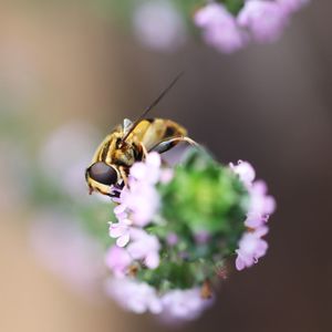 Close-up of bee on purple flower