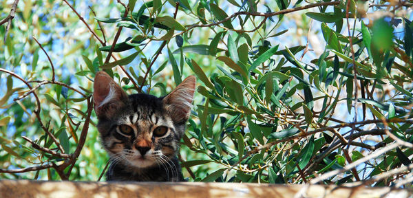 Portrait of tabby kitten against plants