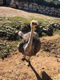 High angle view of bird on field