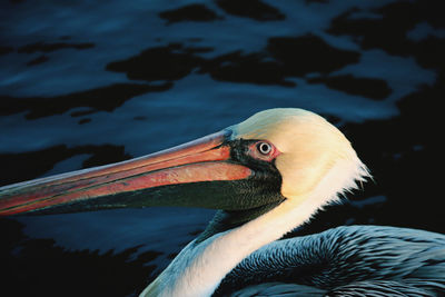 Close-up of pelican