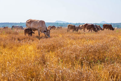 Horses grazing in a field