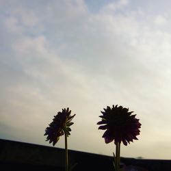 Low angle view of flowering plant against sky