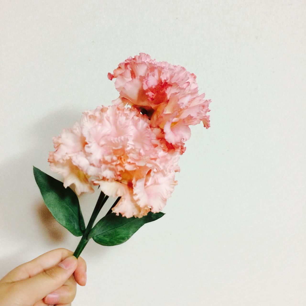 flower, freshness, fragility, petal, studio shot, flower head, person, stem, close-up, white background, beauty in nature, copy space, nature, holding, single flower, part of, growth, bud, pink color, one person