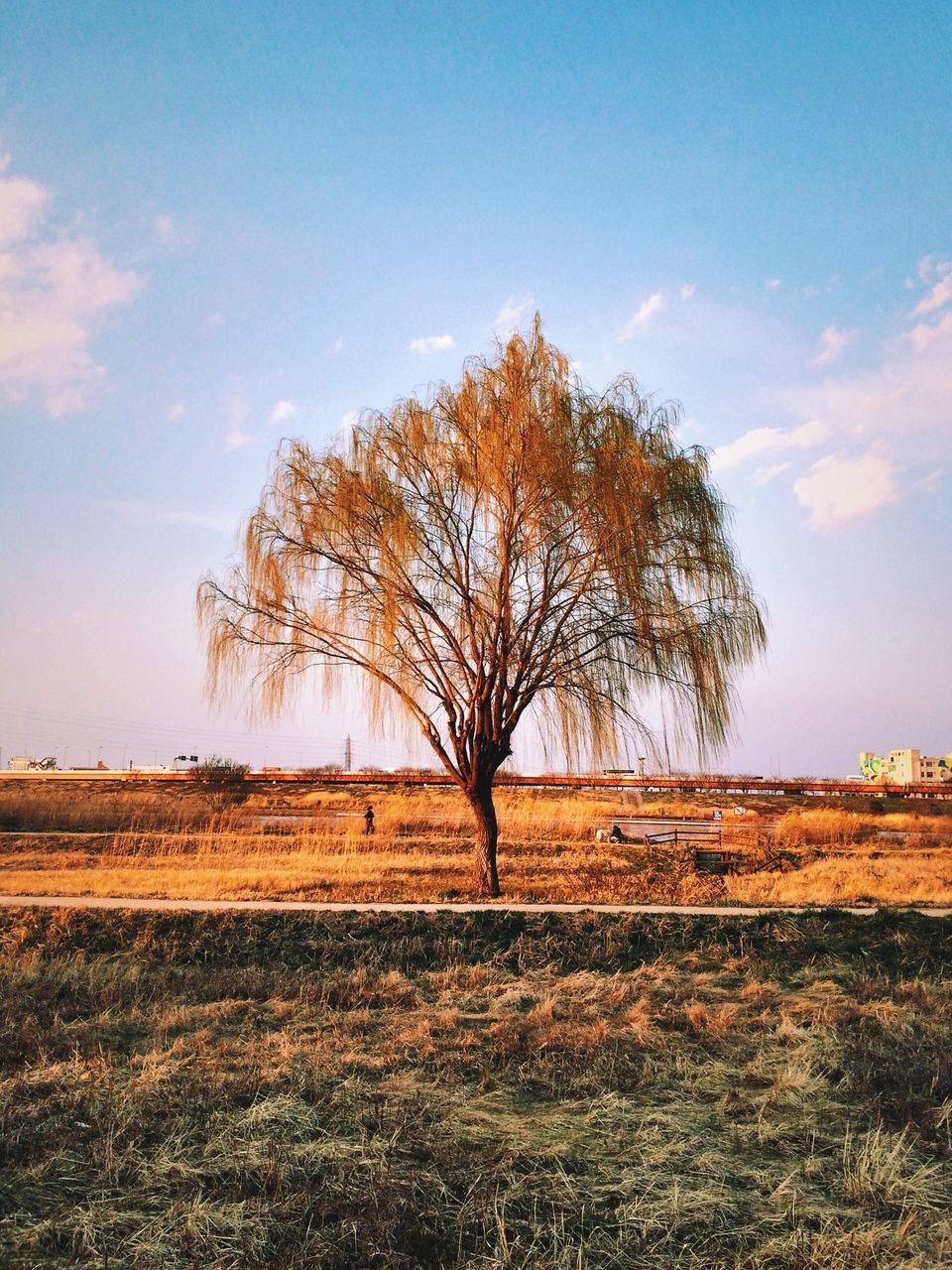 tree, bare tree, tranquility, landscape, sky, tranquil scene, field, scenics, nature, beauty in nature, grass, rural scene, branch, non-urban scene, growth, single tree, solitude, remote, horizon over land, outdoors