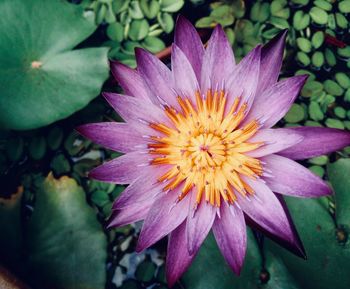 Close-up of flower blooming outdoors