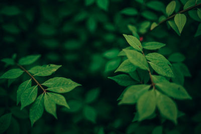 Close-up of leaves against blurred background