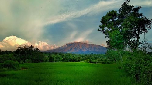 Scenic view of landscape against sky