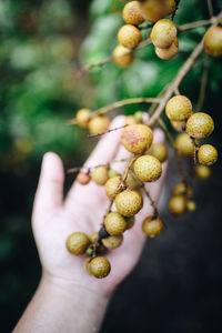 Cropped hand touching fruits hanging on tree
