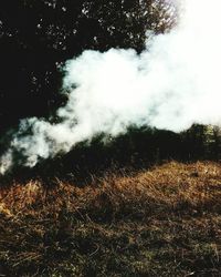 View of trees on field in forest