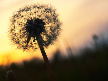 Close-up of dandelion flower