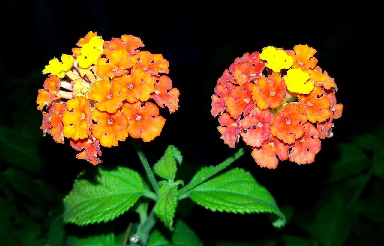 CLOSE-UP OF PURPLE FLOWERS