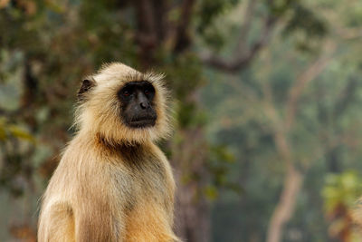 Close-up of monkey sitting.