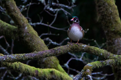 Male wood duck roosting in mossy tree