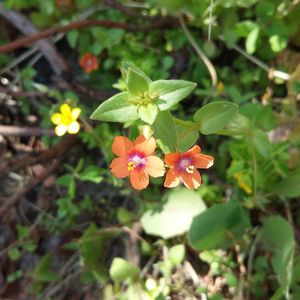 Close-up of flowers blooming outdoors