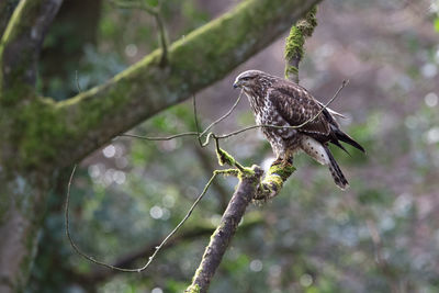 Close-up of bird perching on branch