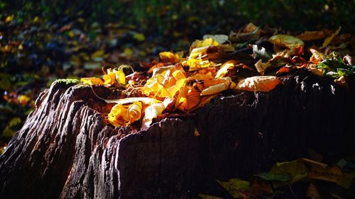 Close-up of autumn leaves