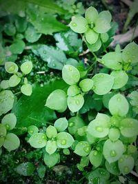 Close-up of raindrops on leaves