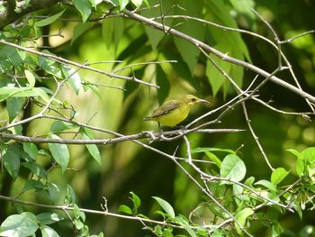 Close-up of sunbird perching on branch