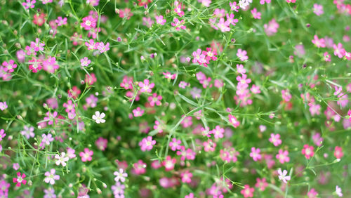 Close-up of pink flowering plants