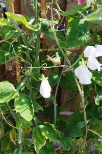 Close-up of white flowers