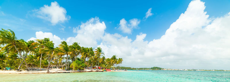 Panoramic view of palm trees on beach against sky